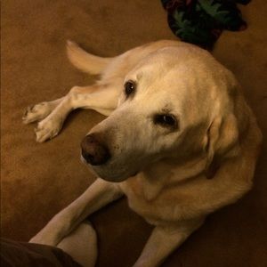 Meet your Posher, Doug